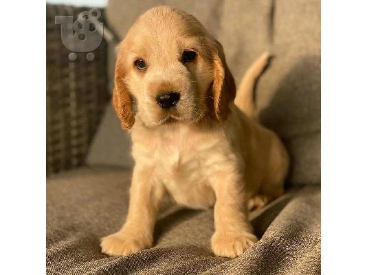 PoulaTo: KC καταχωρημένα κουτάβια Cocker Spaniel